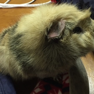 可愛く鳴く穏やかなモルモットの里親を探しています。