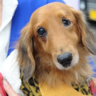 Mダックス 7歳ぐらい 男の子