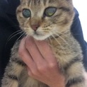 まだかなり小さい野良ネコです。