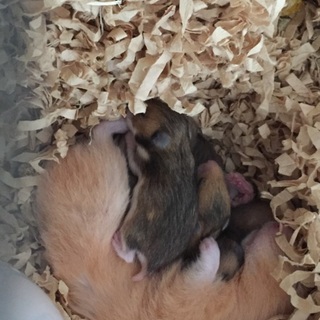 ゴールデンハムスターの赤ちゃんです！