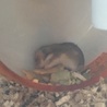 ゴールデンハムスターの赤ちゃんです！ サムネイル3
