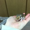 ゴールデンハムスターの赤ちゃんです！ サムネイル4