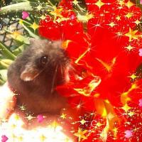 瑚琥愛(ここあ)