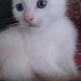 オッドアイの白い仔猫