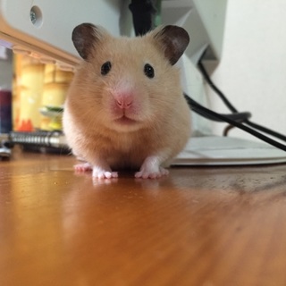 キンクマハムスターの里親募集