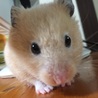 キンクマハムスターの里親募集 サムネイル2