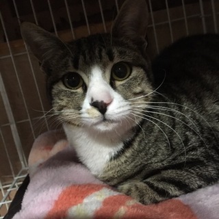 甘えん坊な男の子☆とらくん☆