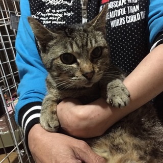 おとなしい膝乗り猫ちゃん☆まるこ☆