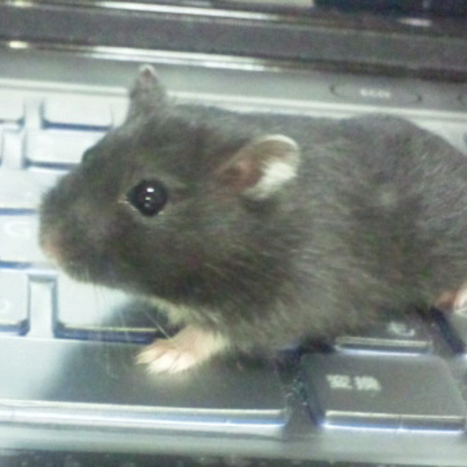 瑚琥愛(ここあ)のカバー写真