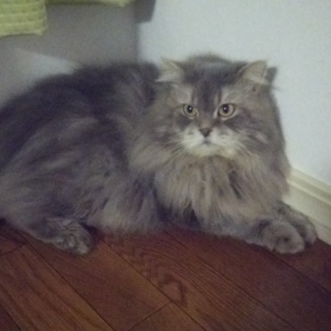 猫屋敷♪おばちゃんのカバー写真