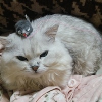 アレックス（呼び方しろっぴ）