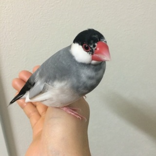 よく慣れています。