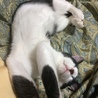とても人懐こいパン君、初めて来た時からこんな感じでした。