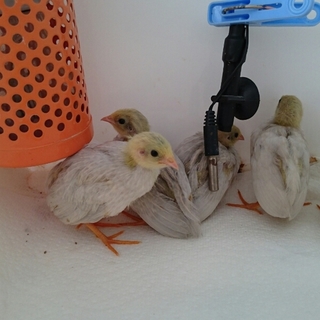 全羽里親さま決まりました！