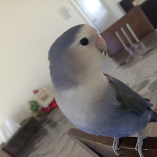 小桜インコ、慣れています。