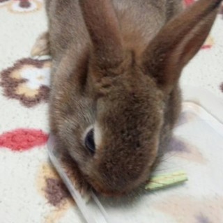 里親さんを募集してます。