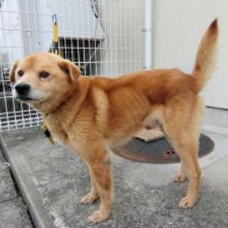 2015110011 　中型オス  譲渡対象