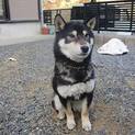 黒のかわいい豆柴！里親緊急募集！