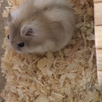 ヨエ