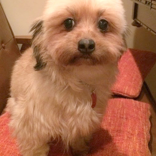 元気な甘えん坊テリアmix♀推定5～6歳