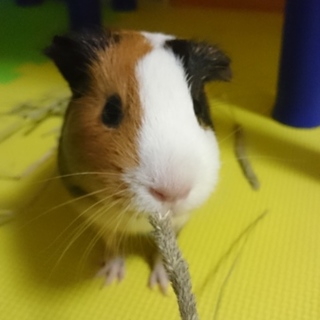 素敵なご縁がありまして、優しい家族が出来ました☆