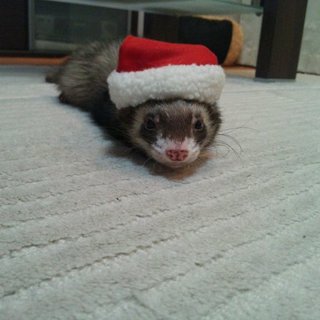 フェレット初めての方に(3頭と飼育にいるもの全て)