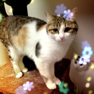 姉妹で貰われ、一匹返されたウルちゃんに幸せを！