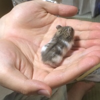 チュン