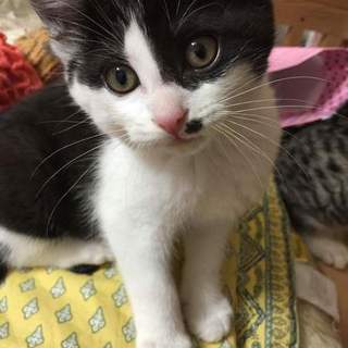 暖かなご家庭に　もらっていただきました