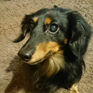 カニンヘンダックスフンドのビスコ♂