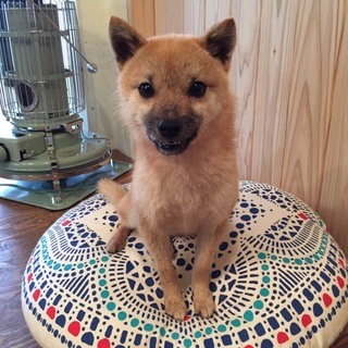 豆柴風のシャック