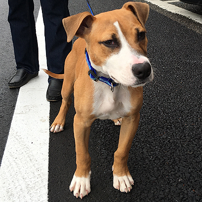 ロッキー君の家族募集中 茨城県 犬の里親募集 1009 ペットのおうち 月間利用者150万人