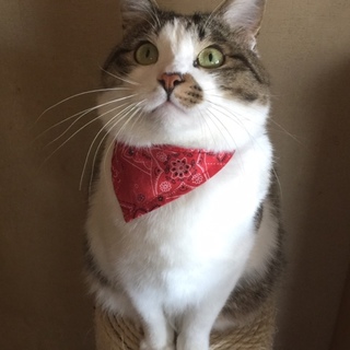 甘えん坊で穏やかなピョンちゃん。