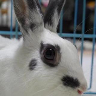 寺小屋保護っ子★十(みつるくん)★７月生まれ