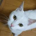 純白の甘えん坊な子猫の女の子