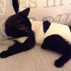 「靴下で手作り術後服」サムネイル1