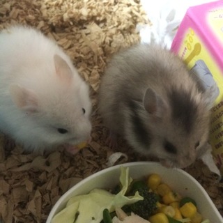 里親様決まりました！ありがとうございました