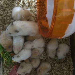 里親さま決まりました！ありがとうございました