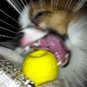 ちぇるりん
