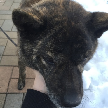 祖父母の家のテツくんです^^