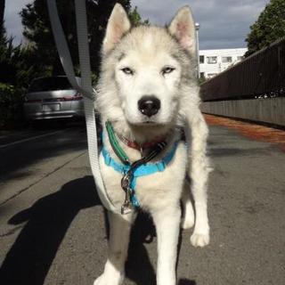 ダンディなハスキーダンディ君の里親様募集中！