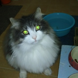 ノルウェージャンフォレスト　血統書あり