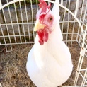 ニワトリ女の子１歳里親さん探しています