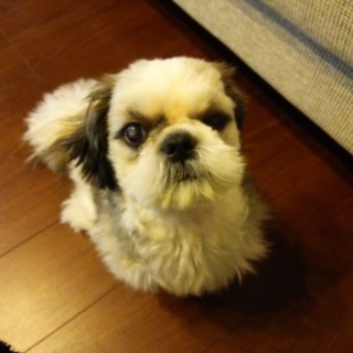 家族になってください！里親募集中！