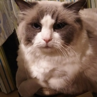 ラグドール　血統書付き