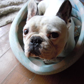 フレンチブルの元気な男の子