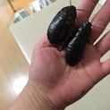 マダガスカルゴキブリのペアー