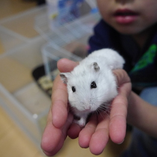 ジャンガリアン可愛がってくださる方募集！