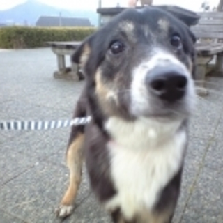 黒茶白ちゃん(センター名ニコちゃん)