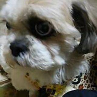 お散歩命シーズーの金太郎くん